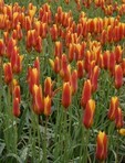 Tulipani Clusiana Var Chrysantha