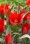 tulipa Julius Caesar