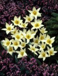 Tulipa Turkestanica