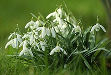 Bucaneve galanthus Woronwii syn. G.Ikariae