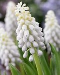Muscari armeniacum Venus