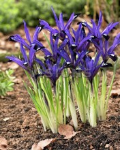 Iris reticulata Reticulata