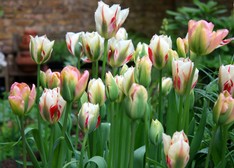 Tulipani viridiflora misti