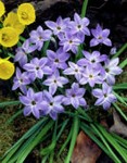 Ipheion uniflorum Whisley Blue