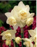 Narcisi doppio White Marvel