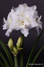 Amaryllis hippeastrum White Nymph