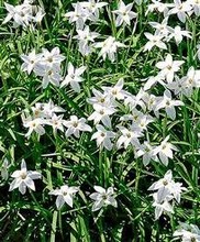 Ipheion uniflorum Alberto Castillo