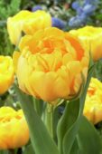 Tulipani Yellow Pompenette