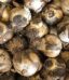 Bulbi di Allium Globemaster, aglio ornamentale dalle grandi sfere viola
