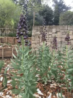 Fritillaria Persica - immagine 2