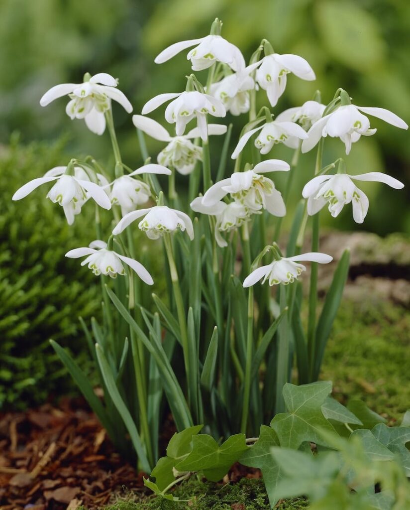 Bucaneve Galanthus nivalis, fiori bianchi penduli in fioritura invernale