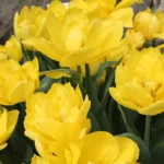 Tulipa Doppio Monte Carlo