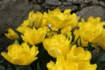 Tulipa Doppio Monte Carlo - immagine 2