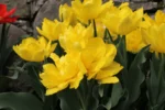 Tulipa Doppio Monte Carlo - immagine 3