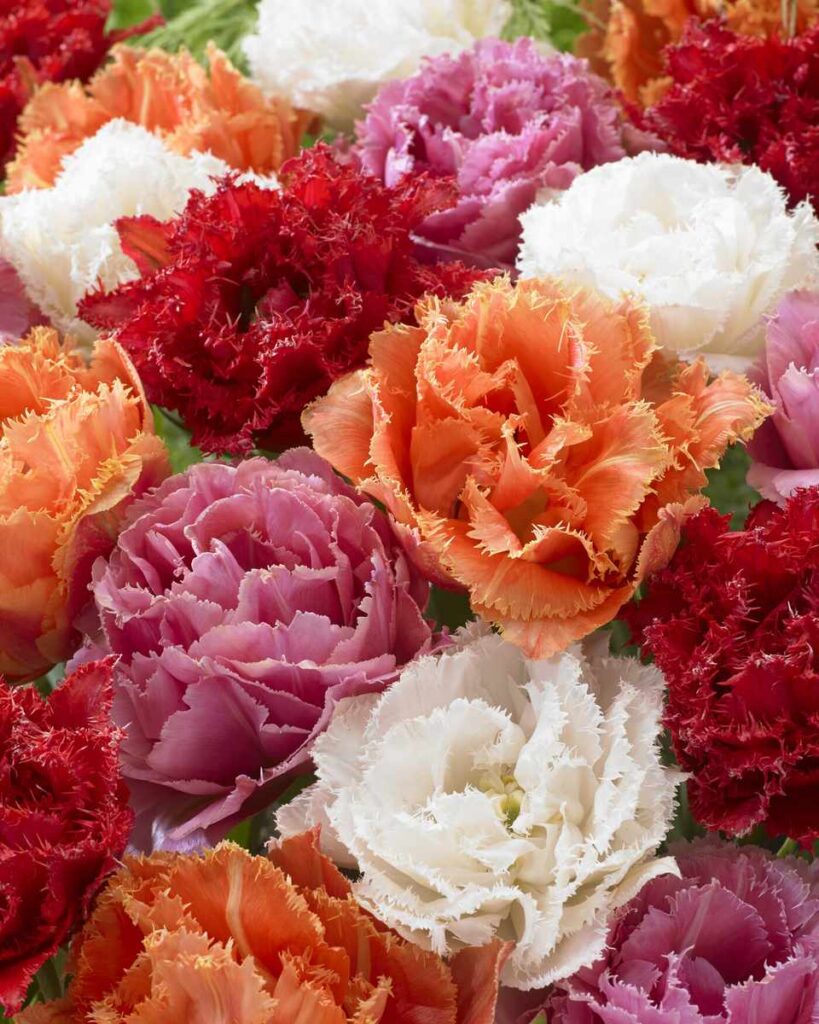 Tulipani doppi frangiati misti, Double Crispa Mixed