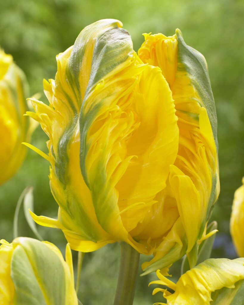 Tulipano pappagallo Eagle Wings in fioritura, di colore giallo e verde