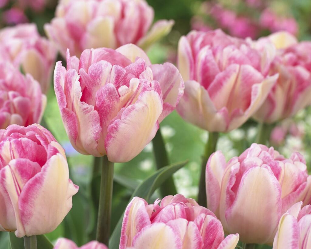 Tulipano doppio precoce Foxtrot, fiore rosa