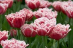 Tulipa Crispa Double Mixed - immagine 5