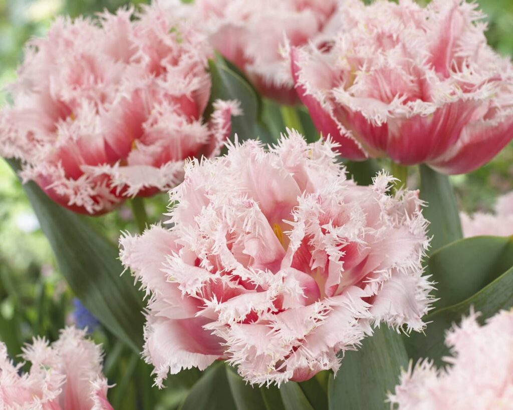 Tulipano doppio frangiato Queensland, fiore rosa