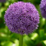 Allium Globemaster