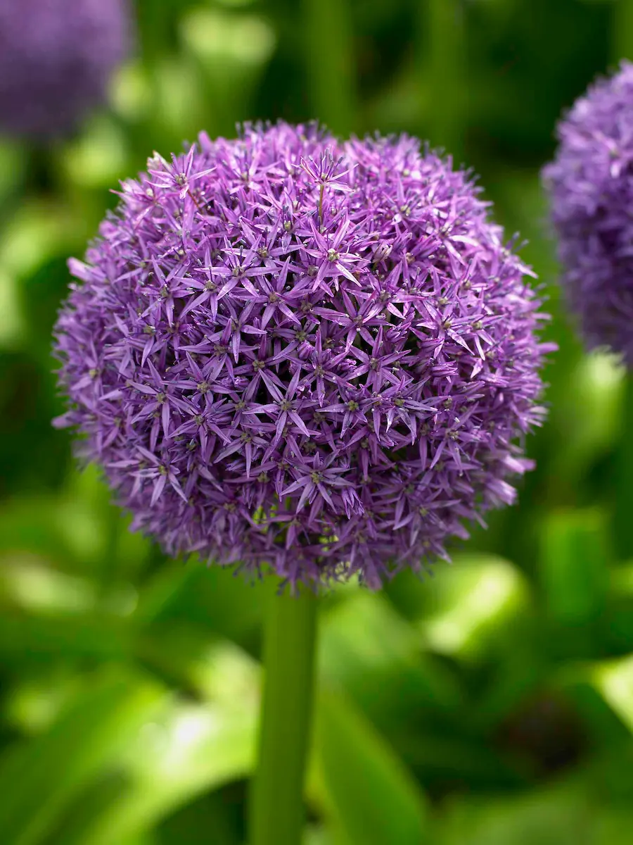 allium_globemaster-rid Allium Globemaster - immagine 1