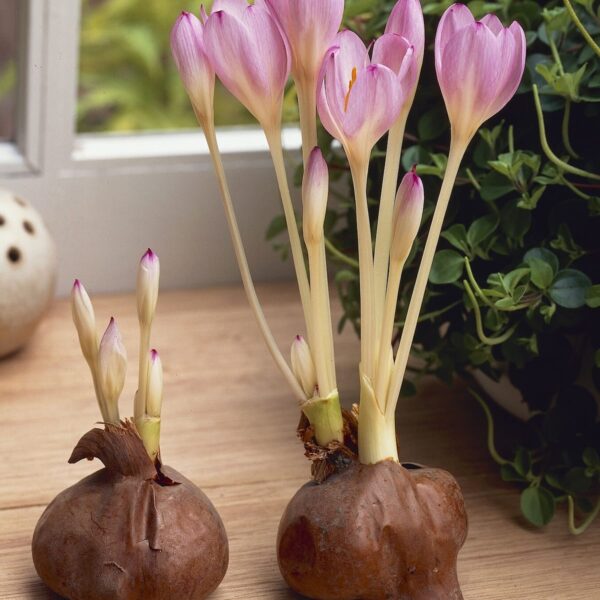 Colchicum Giant, colchico con fiori rosa lilla a calice