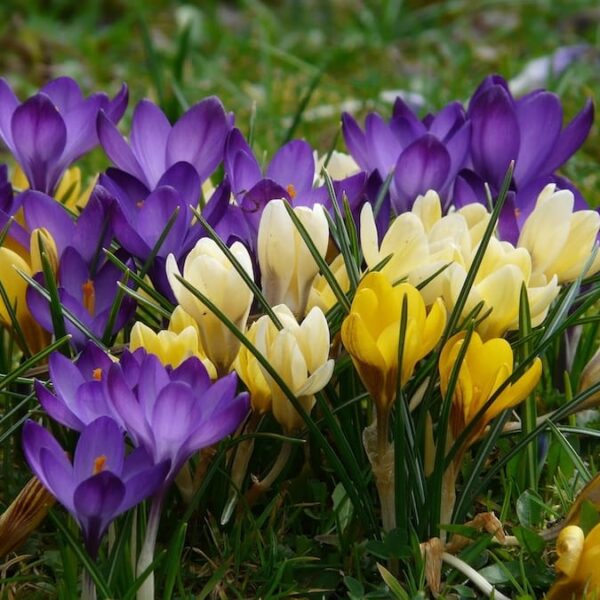 Crochi botanici misti in fioritura precoce, piccoli fiori colorati