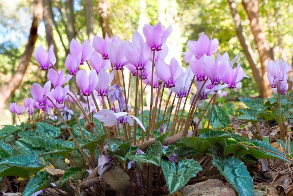 Cyclamen hederifolium, ciclamino napoletano con fiori rosa