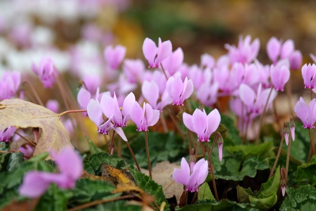 Ciclamino napoletano Cyclamen hederifolium in fioritura autunnale
