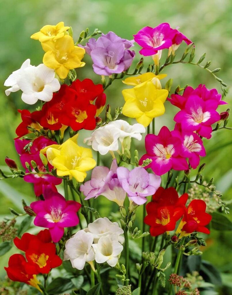 Fresie a fiore semplice misti, fiori profumati in vari colori