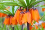 Fritillaria Aurora