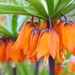Fritillaria Aurora