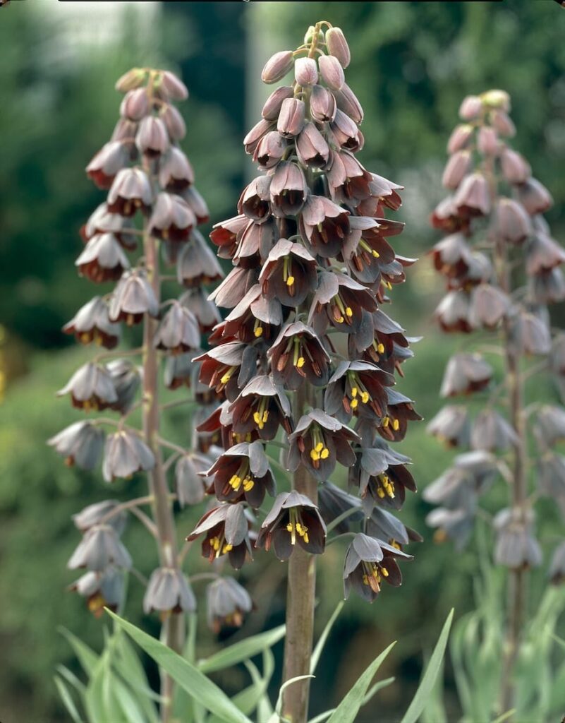 Fritillaria persica, spiga di fiori a campana porpora scuro