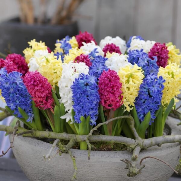 Giacinti misti Hyacinthus orientalis in fioritura, spighe profumate colorate