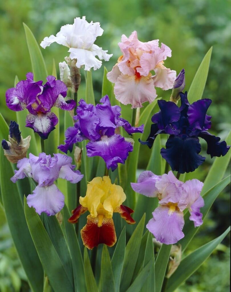 Iris germanica misti, giaggioli barbati in vari colori
