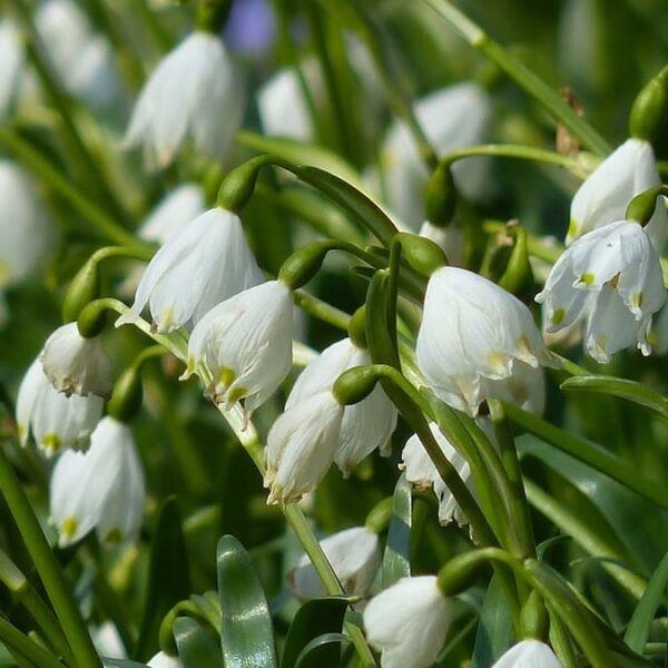 Gruppo di Leucojum aestivum, campanellino estivo in fioritura