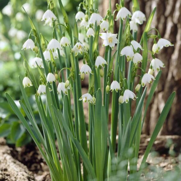 Leucojum aestivum, campanelle bianche con punte verdi