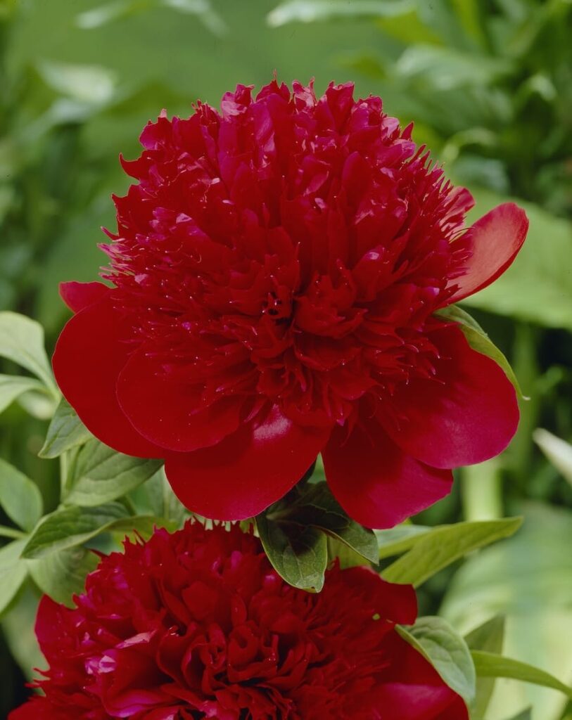 Peonia Red Charm, fiore doppio rosso intenso