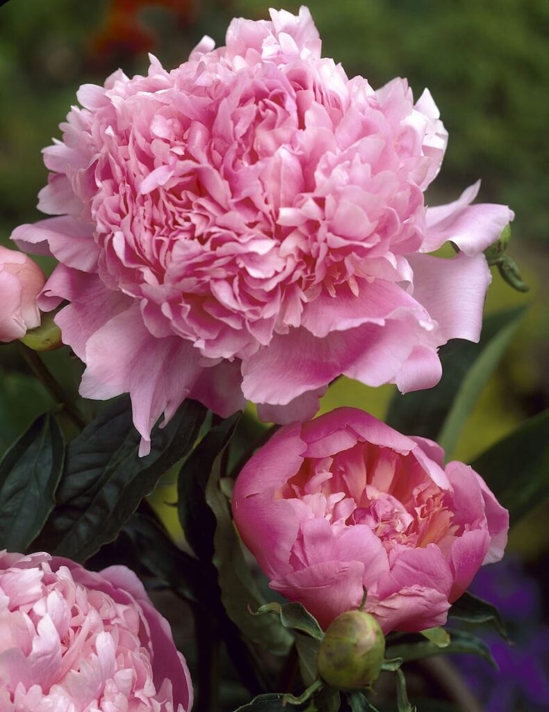 Peonia Sarah Bernhardt, fiore doppio rosa chiaro