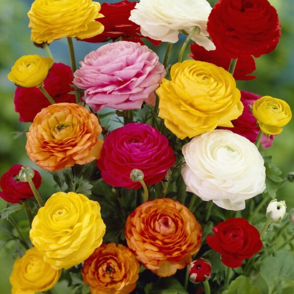 Ranuncoli misti, Ranunculus asiaticus a fiore doppio colorato