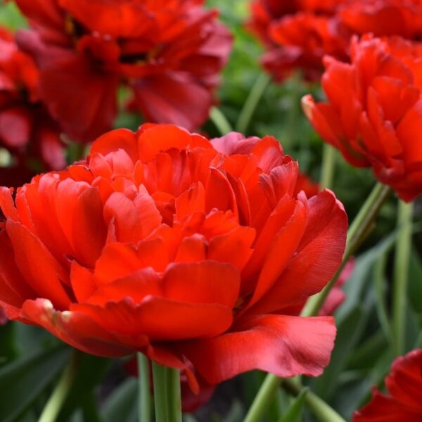 Tulipani doppi rossi Abba in fioritura primaverile