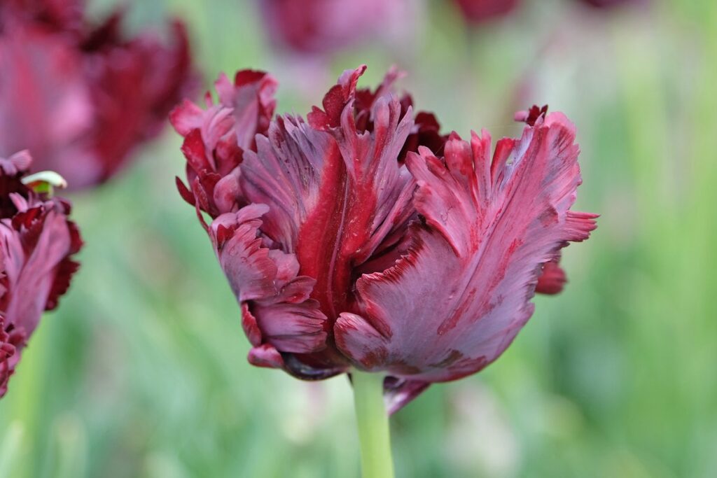 Tulipano pappagallo Black Parrot, petali porpora scuro sfrangiati