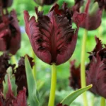 Tulipa Black Parrot