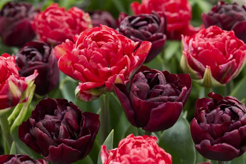 Tulipani doppi tardivi Double Milan in fioritura