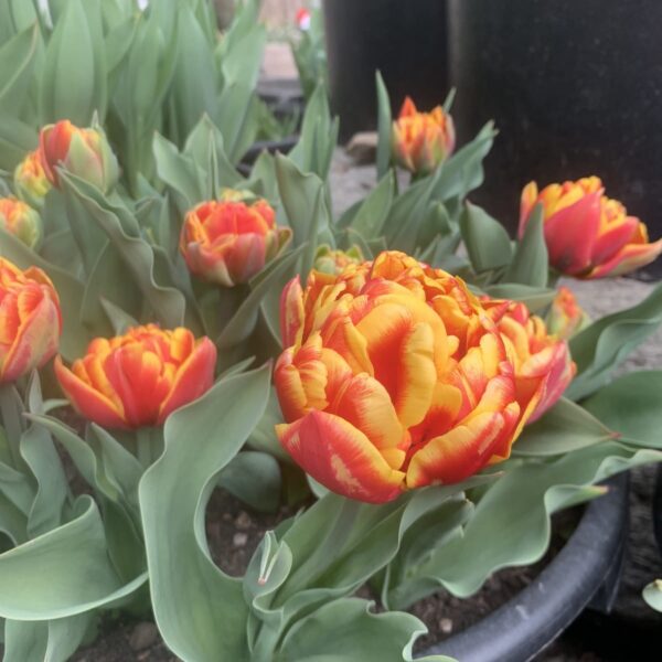 Fiore di tulipano doppio Cilesta