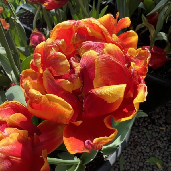 Tulipano doppio precoce Cilesta in fioritura