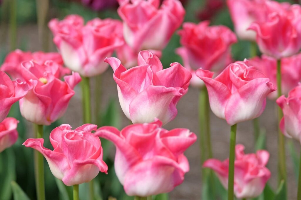 Tulipano Crown of Dynasty, petali bianchi a corona bordati di rosa