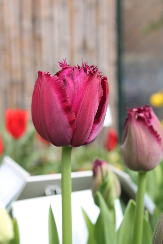 Tulipano frangiato Curly Sue, fiore viola