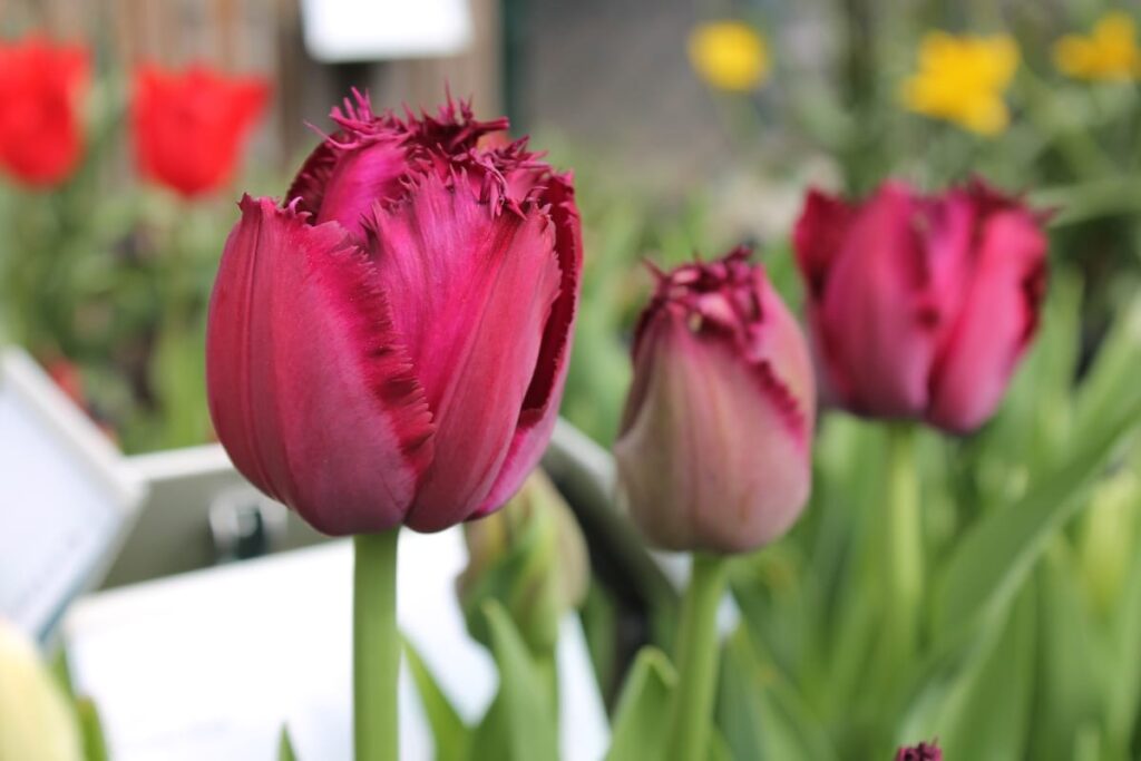 Gruppo di tulipani frangiati viola Curly Sue