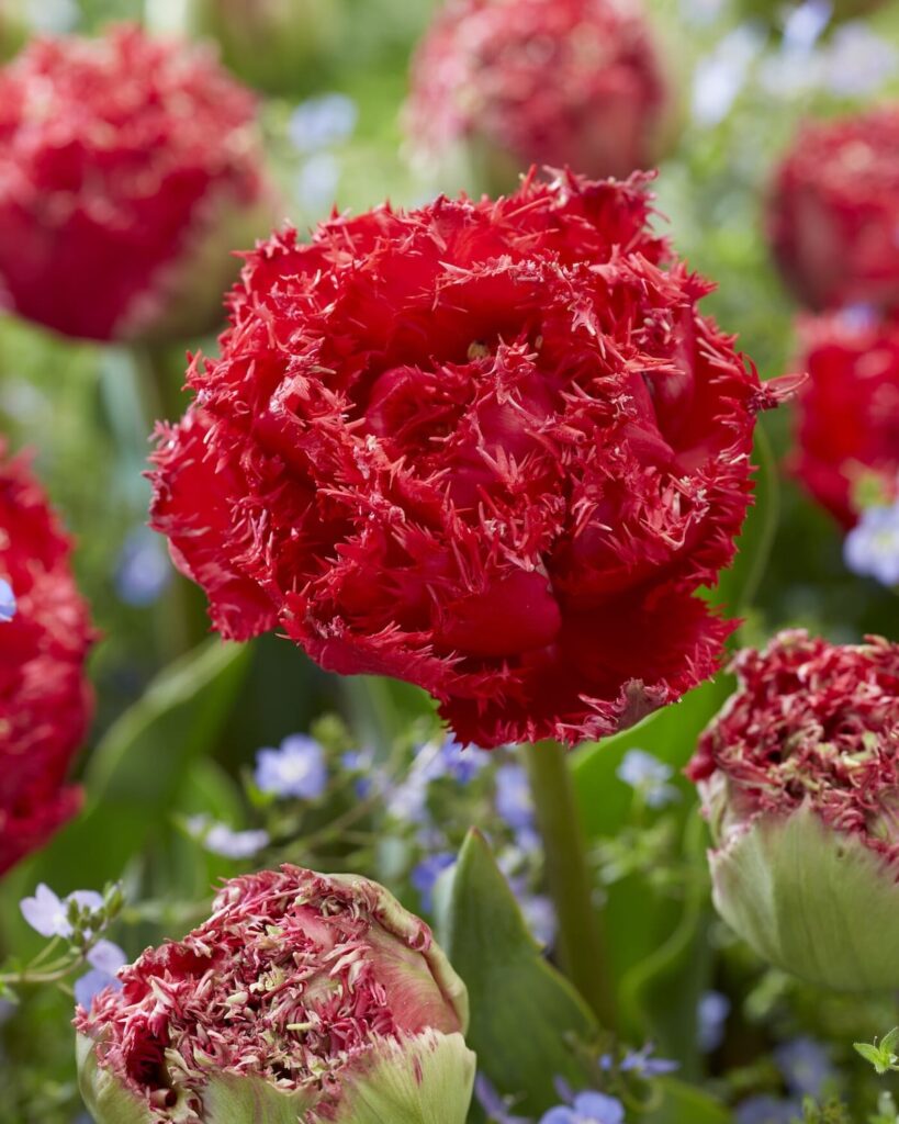 Tulipano doppio frangiato rosso del mix Double Crispa